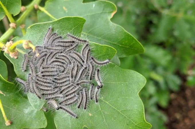 Oak Processionary Moth caterpillars