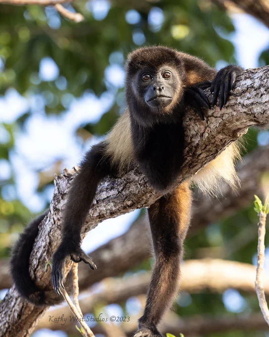 Howler monkey laying on a branch
