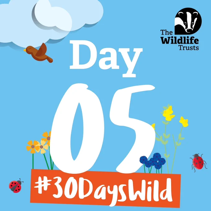 Day 5 #30DaysWild 
