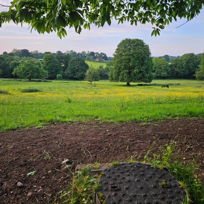 View down hillside covered in buttercups,  trees line bottom of valley and a horse grazes off to the side.