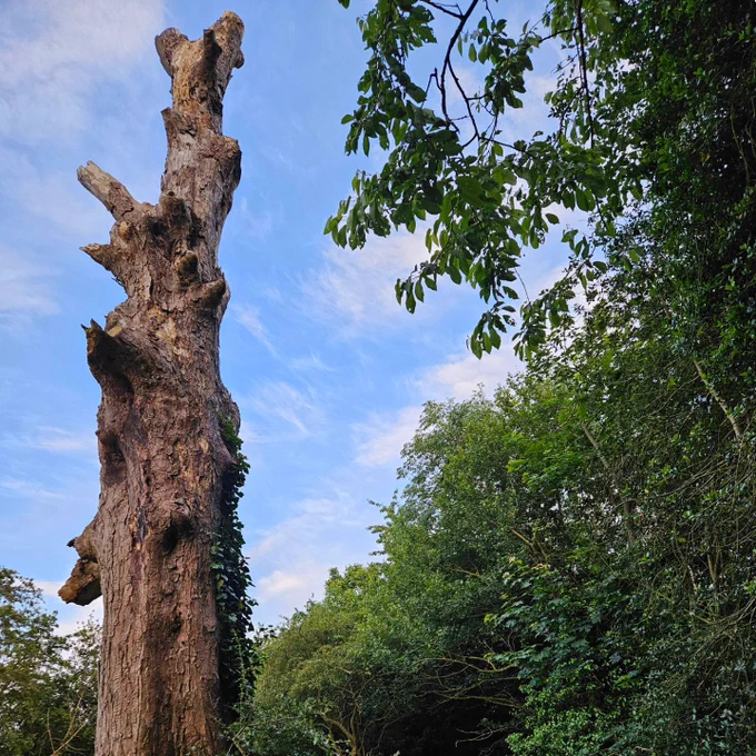 Dead tree trunk