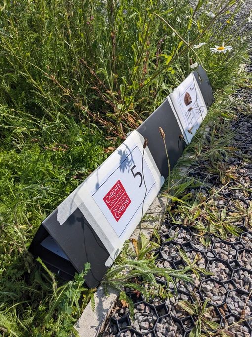 Hedgehog footprint tunnel placed at Railway Gardens 