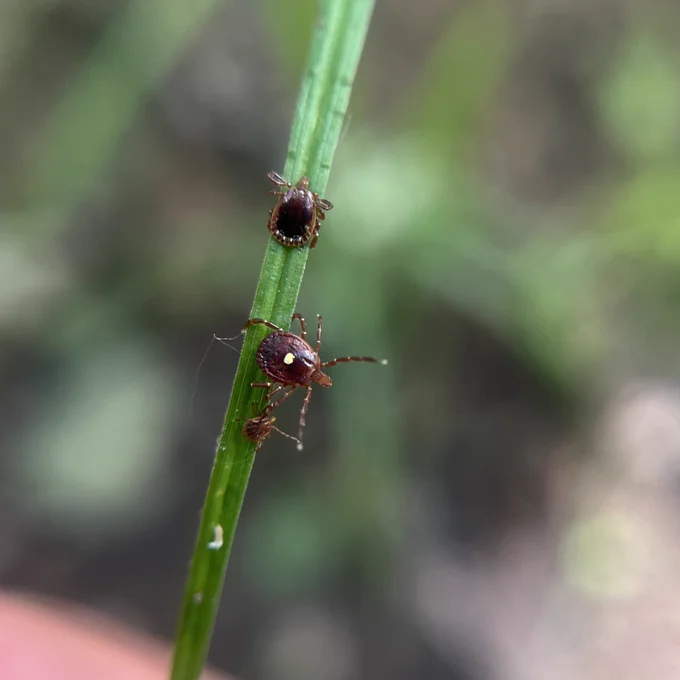 Two adult ticks and a nymph on a blade of grass