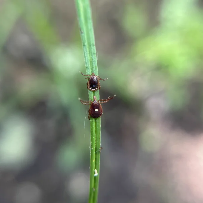 Two ticks on a blade of grass