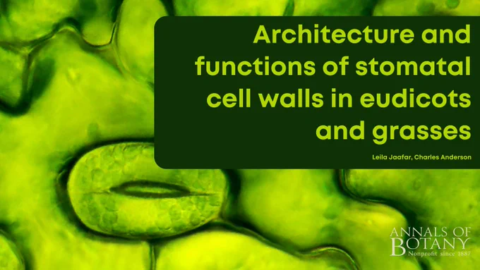 Architecture and functions of stomatal cell walls in eudicots and grasses