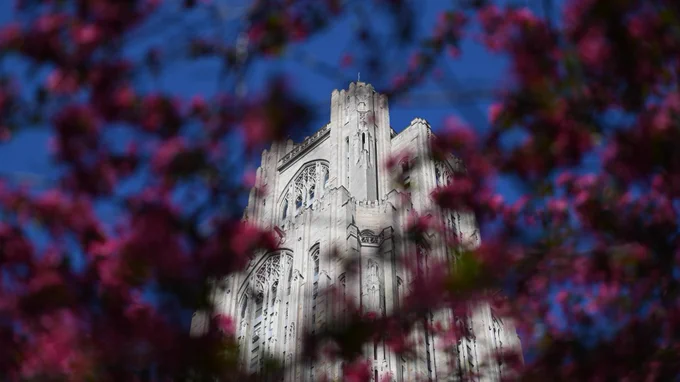Top of the Cathedral of Learning framed by vibrant pink cherry blossoms in the foreground
