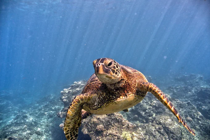 a green sea turtle swimming underwater