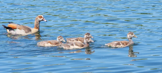 Egyptian Geese - four little ones enjoying a swim 