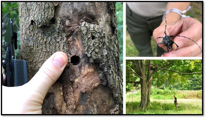 image of Asian longhorned beetle exit hole, close up of person's hand holding an Asian longhorned beetle, two tree climbers inspecting trees for signs of Asian longhorned beetle