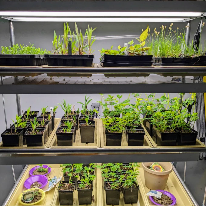 Wild Woods Restoration Project volunteers collect and grow local native plants for native planting restoration projects. We housed these in the Moretti Education Center this season! 