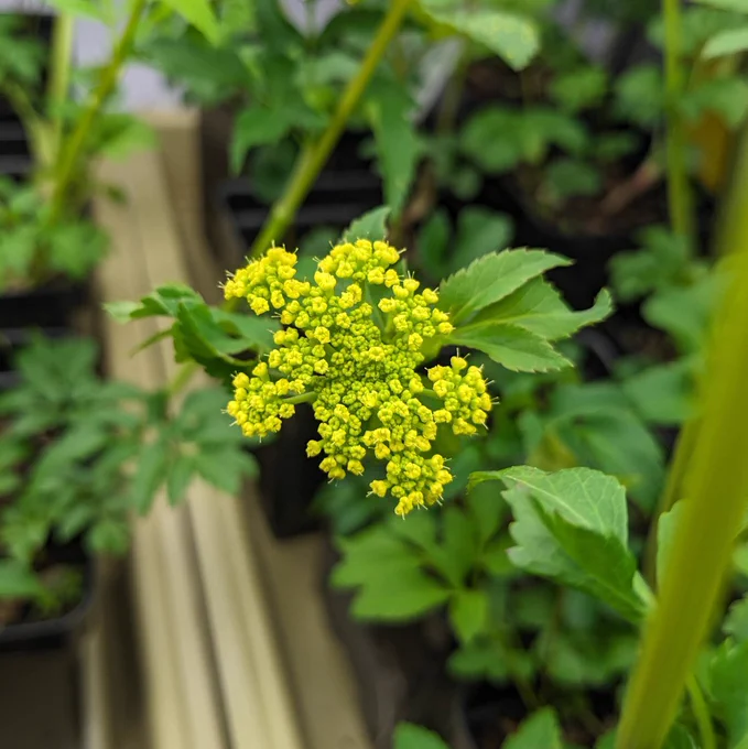 Golden Alexander (Zizia aurea) is a host plant for the Black Swallowtail and the Ozark Swallowtail, which lay eggs on them. 
