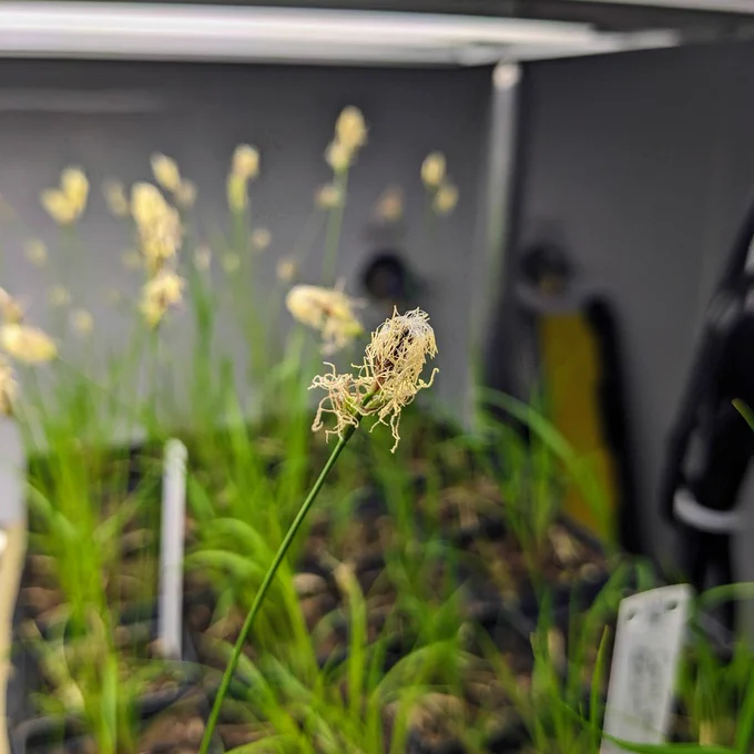Pennsylvania Sedge (Carex pensylvanica) is one of the first to bloom in spring and makes a great no-mow grass substitute. 