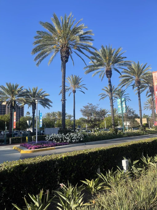 Photo of palm trees on a street