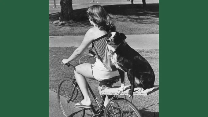 A black and white photograph of the back of a girl riding a bike, with a dog sitting on a plank attached above the back wheel of her bike. 
