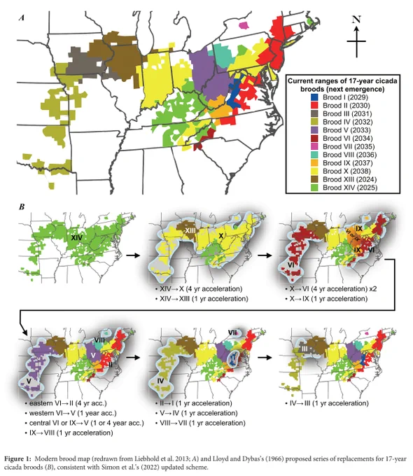 Figure 1: Brood map (redrawn from Liebhold et al. 2013;A) and Lloyd and Dybas's (1966) proposed series of replacements for 17 year cicada broods (B), consistent with Simon et al.'s (2022) updated scheme.
