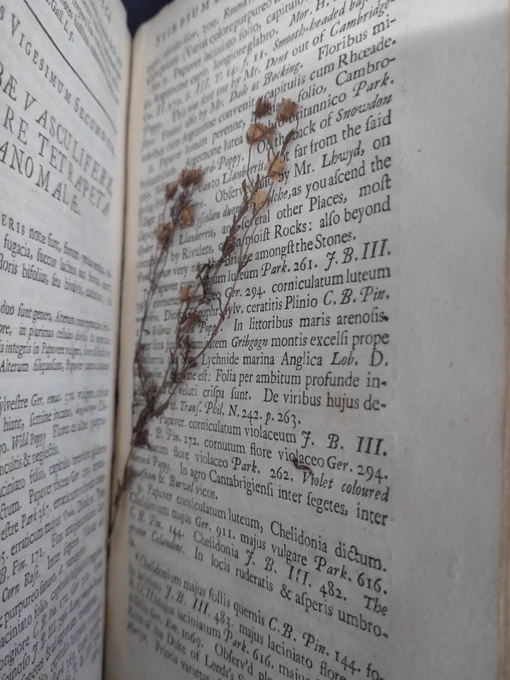 A book opened to show two pages of Latin text and a sprig of a flower