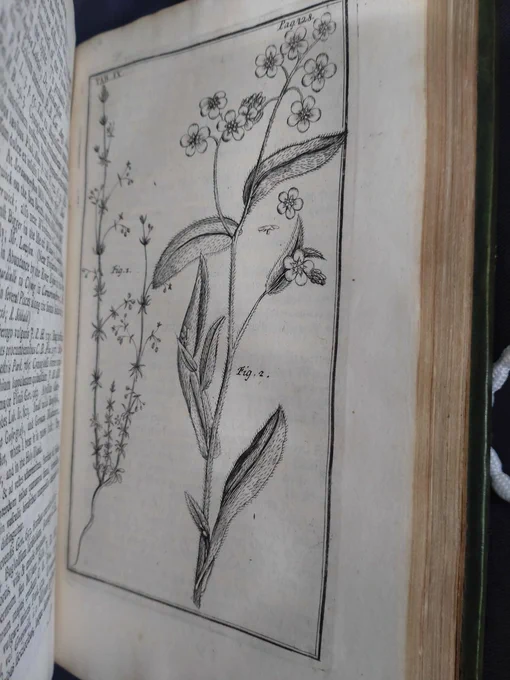 A book opened to show a botanical illustration, featuring two plants, one with prominent flowers