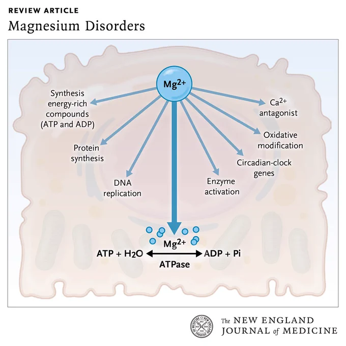 Review Article 
Magnesium Disorders 

A diagram of magnesium and cell function. 