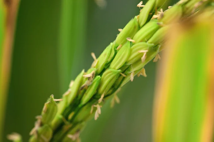 A zoomed in picture of a green stalk of rice.