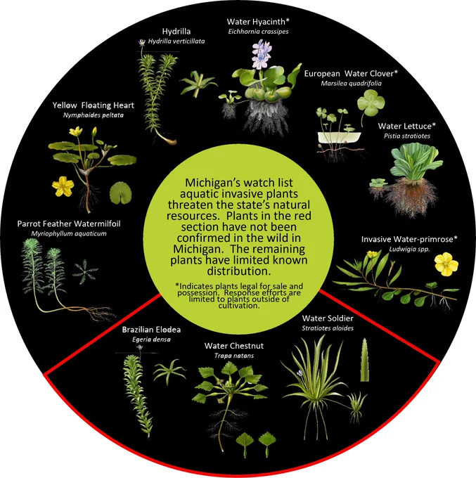 There are 10 aquatic plants on Michigan's invasive species watch list.