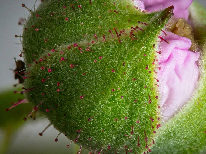 Zoete haarbraam (Rubus gratus) bloemknop