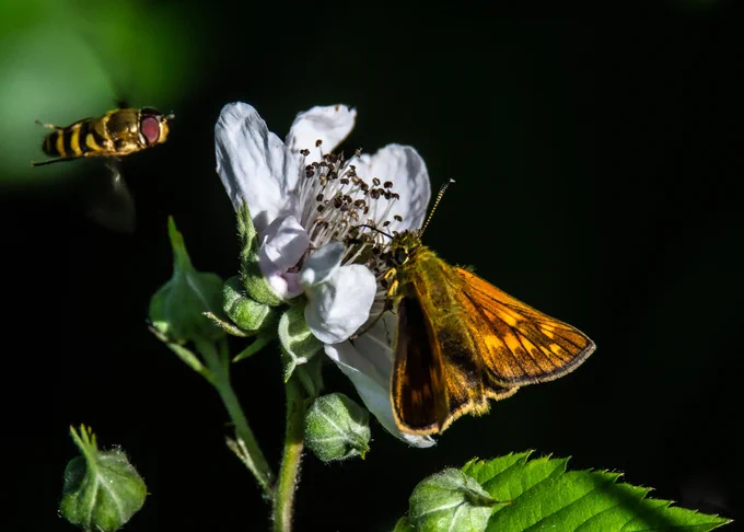 Zoete haarbraam (Rubus gratus) en Zwartsprietdikkopje (Thymelicus lineola)