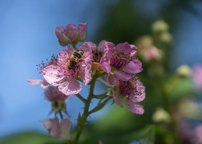 Rubus rosans een nog nieuw ontdekte soort ......ergens in Friesland