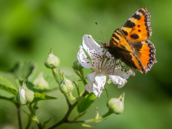Zoete haarbraam (Rubus gratus) met Kleine vos (Aglais urticae)