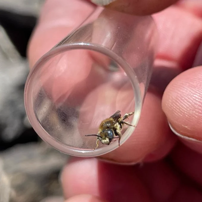 Osmia spinulosa at Llanymynech Rocks