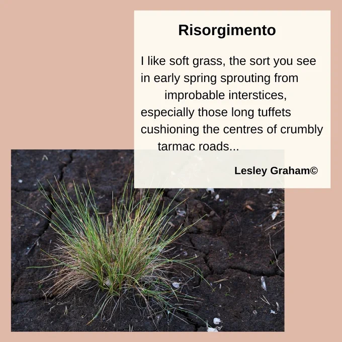 Background is a plaster pink colour. Bottom left an image of a tuft of grass growing from a crumbly tarmac road.

Text, upper right:

Risorgimento

I like soft grass, the sort you see
in early spring sprouting from 
       improbable interstices, 
especially those long tuffets
cushioning the centres of crumbly
     tarmac roads...

Lesley Graham copyright