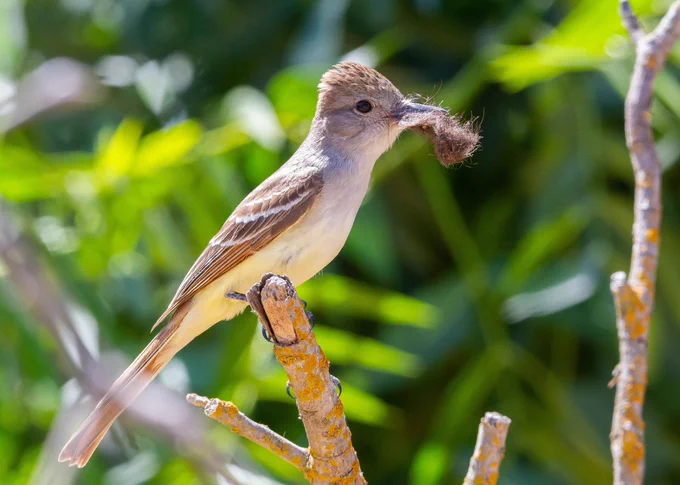 Ash-throated flycatcher with fur in its beak