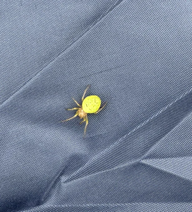 A very green spider over a blue tent