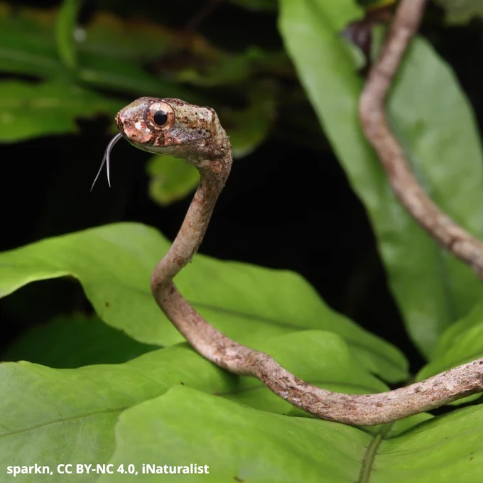 A photo of a blunthead slug snake curled up on a green leaf. The snake is brownish in color with disproportionately large eyes and a short, blunt face. 
