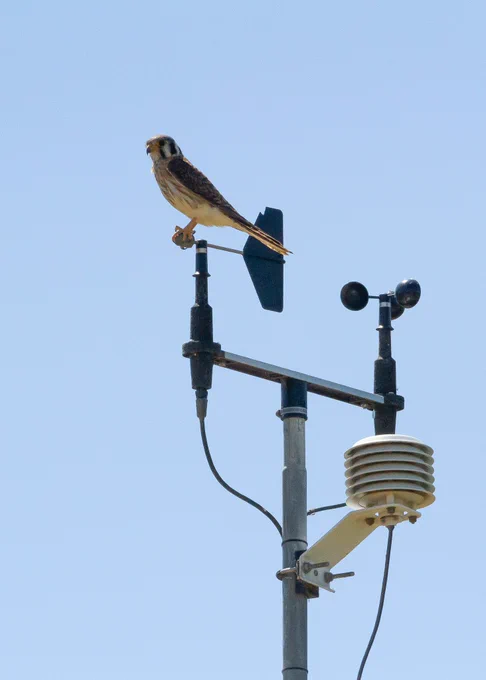 American kestrel perched on top of weather station