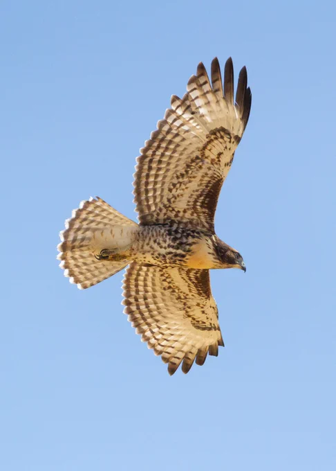 Red-tailed hawk soaring, blue sky