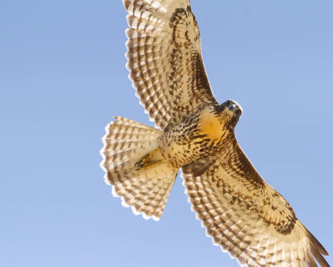 Red-tailed hawk soaring, blue sky