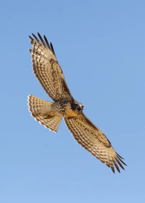 Red-tailed hawk soaring, blue sky