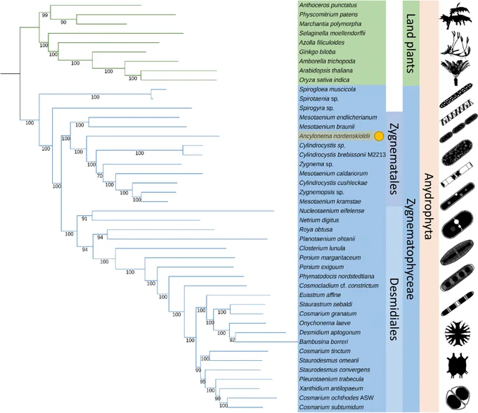 Phylogenetic analysis of Ancylonema nordenskiöldii. 