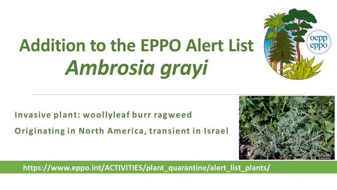 a slide where it is written
Addition to the EPPO Alert ListAmbrosia grayi
Invasive plant: woollyleaf burr ragweed
Originating in North America, transient in Israel
with a photo of Ambrosia grayi 