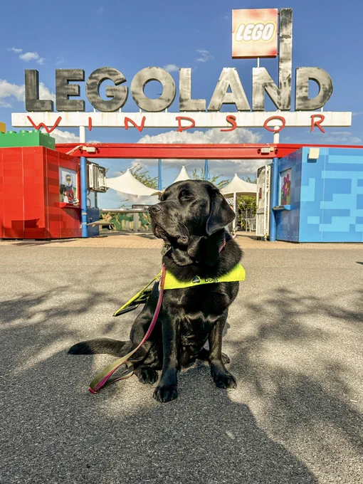 Quark, a very handsome black Labrador, in his hi vis yellow Guide Dogs harness strikes a pose in front of the iconic LEGOLAND Windsor entrance. The sun is shining down on him and the sky is bright blue with barely a cloud visible.