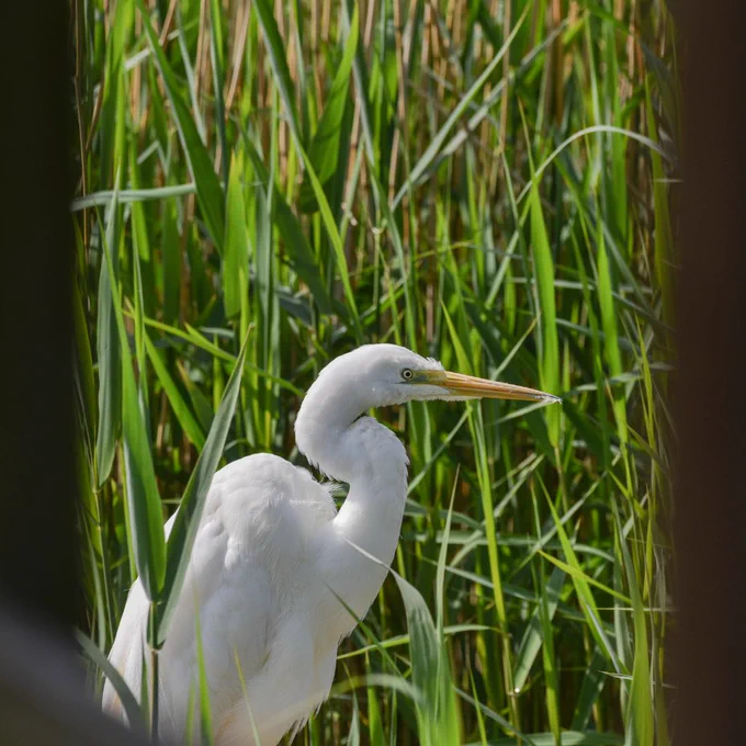 crane in a reedbed