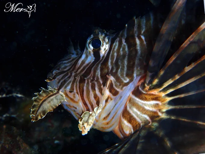 Marine protected areas (MPAs) can protect and restore marine biodiversity and fisheries, but there are concerns that they may also benefit invasive species. The spatial and temporal colonization of invasive lionfish (Pterois miles) in the eastern Mediterranean was compared across zones with varying fishing restrictions (no fishing, recreational and commercial fishing, and commercial fishing only), and stations where targeted removal events were conducted by volunteer SCUBA divers. Lionfish density in no fishing areas was nearly double that of areas with commercial fishing only, and over four times greater than in areas where both commercial and recreational fishing were allowed. Lionfish density increased with depth, possibly due to easier human exploitation in shallow waters (0–10 m) that are accessible to recreational spearfishers. Targeted removals by volunteer divers decreased lionfish densities by over 60%, while areas without removals had a 200%–400% increase. 