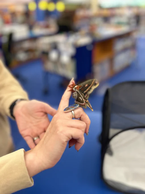 Close up of a Cecropia moth resting on a person's hand.