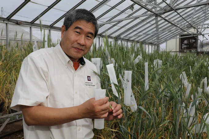 Shuyu Liu standing in a greenhouse filled with wheat plants. 