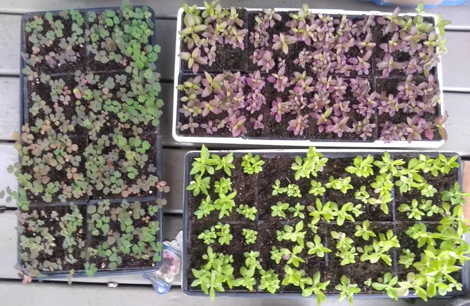 Seedlings in containers.