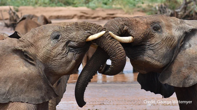 Caption: Two juvenile elephants greet each other in SNR.

Credit: George Wittemyer
