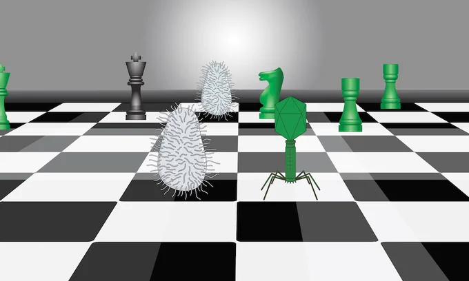Bacteria and a phage in a game of chess