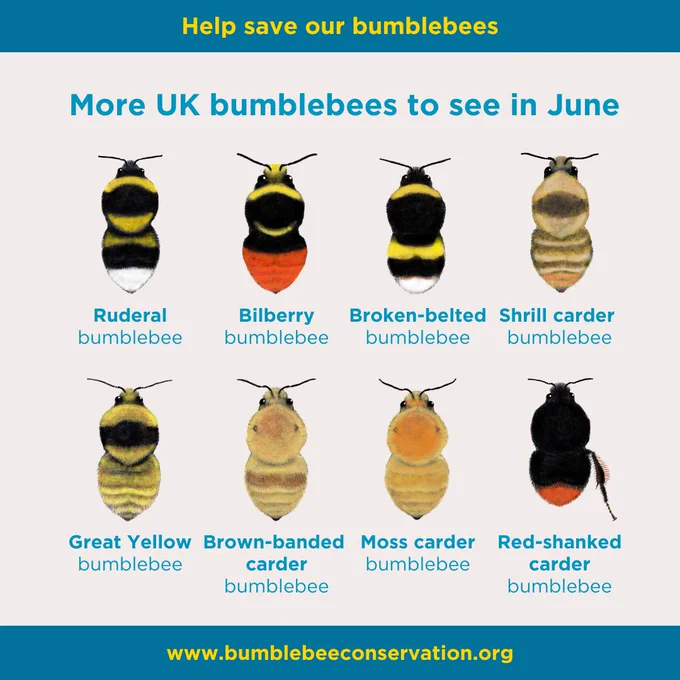 Illustrations of eight rare and less common UK bumblebee species.
