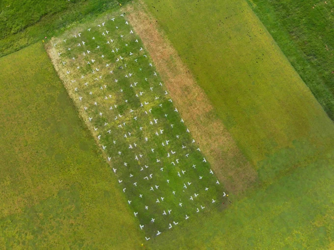 Aerial photo of a turfgrass research area showing varying levels of brown, dead turfgrass and green, living turfgrass; individual plots are outlined with white painted corners. 