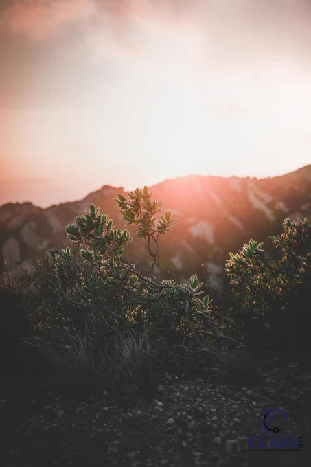 Photo by Collins Lesulie on Unsplash:

https://unsplash.com/photos/landscape-photography-of-green-leaf-plant-near-mountain-under-cloudy-sky-joeYt1WNVWY?utm_source=fb_page&utm_medium=CLASS-LLC&utm_campaign=publer